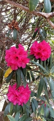 Rhododendron arboreum