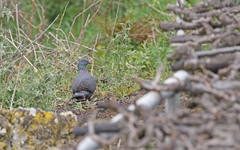 Columba bollii