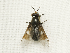 Chrysops carbonarius