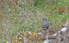 Columba bollii