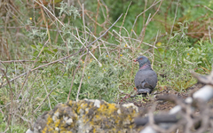 Columba bollii