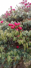 Rhododendron arboreum
