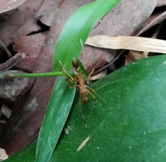 Myrmaplata plataleoides