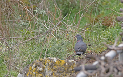 Columba bollii