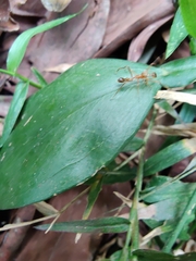 Myrmaplata plataleoides