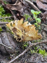 Sebacina sparassoidea