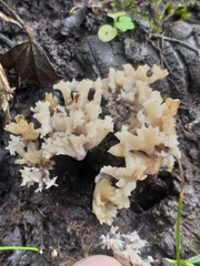 Sebacina sparassoidea