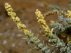 Atriplex glauca subsp. ifniensis image