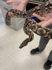 Acrantophis dumerili