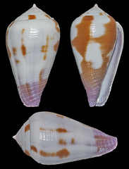 Conus coffeae