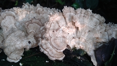 Trametes menziesii