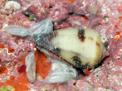 Conus coffeae