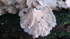Trametes menziesii