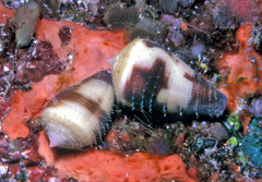 Conus coffeae