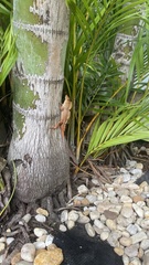 Anolis sagrei