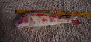 West African Goatfish