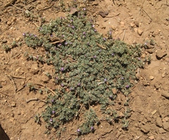 Astragalus kentrophyta