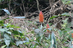 Phlogacanthus thyrsiformis