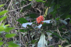 Phlogacanthus thyrsiformis