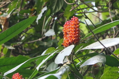 Phlogacanthus thyrsiformis