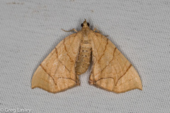 Eulithis gracilineata