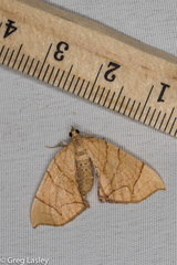 Eulithis gracilineata