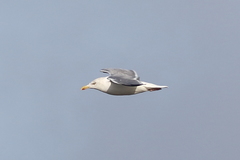 Larus argentatus