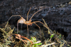 Bolyphantes alticeps