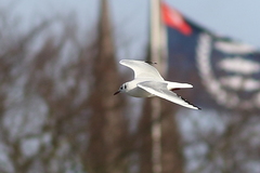 Chroicocephalus ridibundus