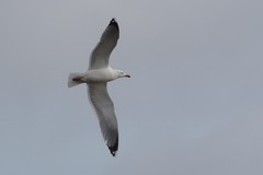 Larus argentatus