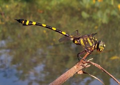 Ictinogomphus decoratus
