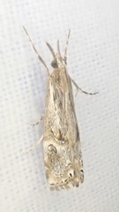 Hednota longipalpella