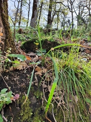 Liliopsida