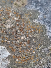 Protoblastenia rupestris