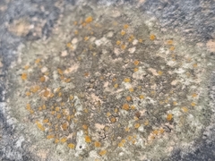 Protoblastenia rupestris