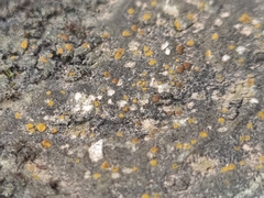 Protoblastenia rupestris