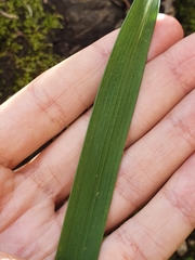 Liliopsida