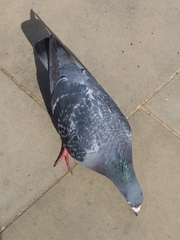 Columba livia domestica
