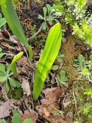 Liliopsida