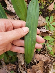 Liliopsida