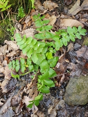 Apium nodiflorum