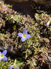 Houstonia serpyllifolia