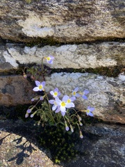 Houstonia serpyllifolia