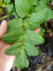 Apium nodiflorum