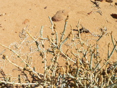 Anabasis articulata image