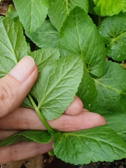 Apium nodiflorum