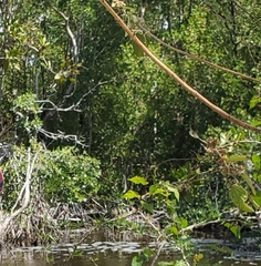 Crocodylus acutus