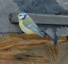 Cyanistes caeruleus