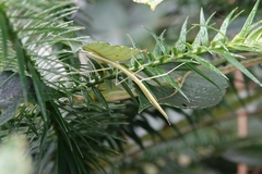 Sipyloidea