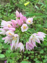 Allium roseum